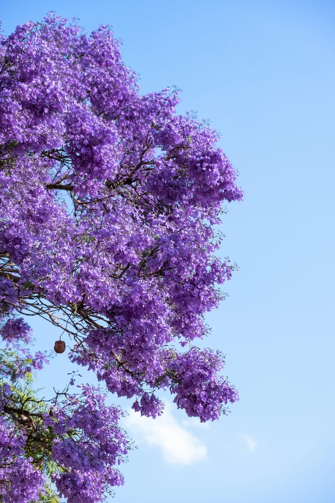 Jacaranda in bloom on the Costa Blanca
