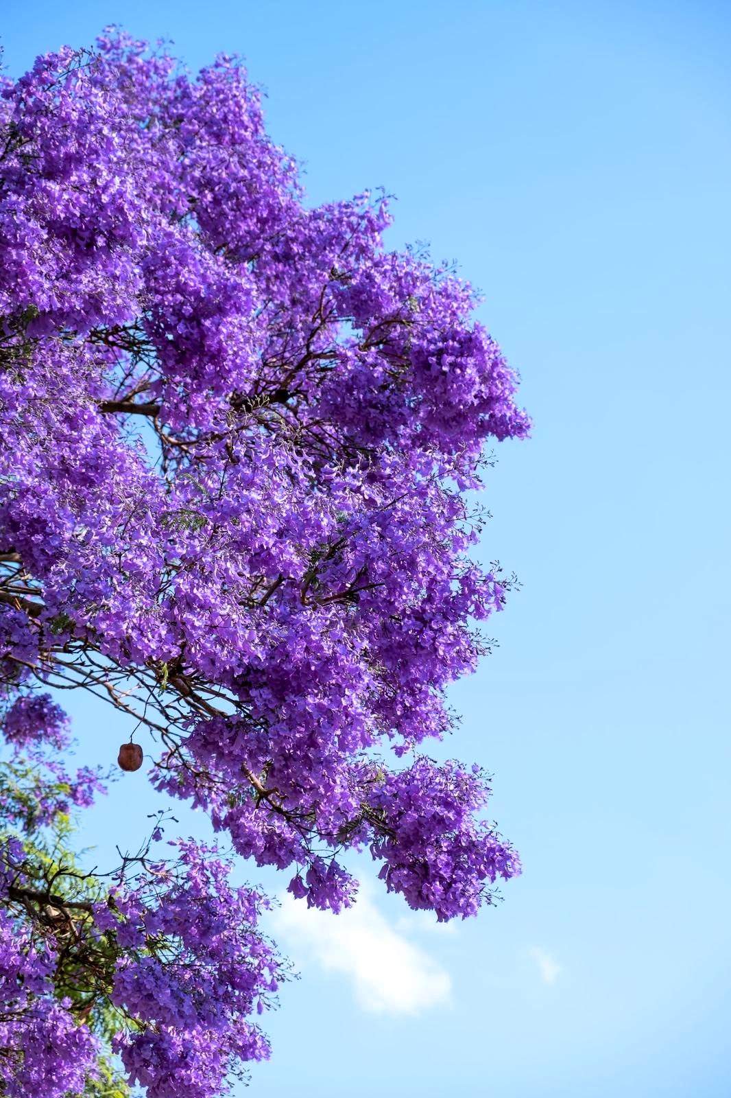 Jacaranda in bloom on the Costa Blanca